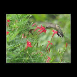 Ruby-throat in Cypress Vine Postcard