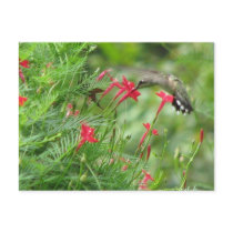 Ruby-throat in Cypress Vine Postcard by naturegirl7 Ruby-throat in Cypress Vine Postcard