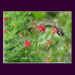 Ruby-throat in Cypress Vine Postcard postcards