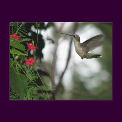 Ruby-throat Joy Postcard by naturegirl7