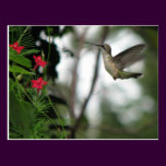 Ruby-throat Joy Postcard postcards
