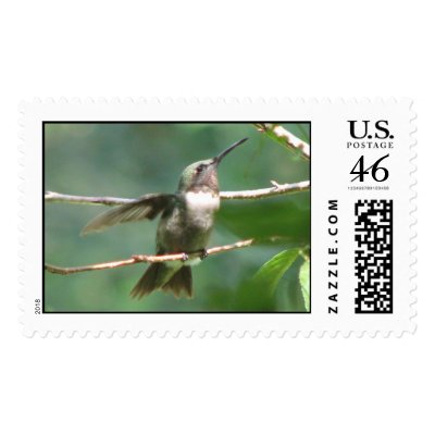 Ruby-throat Male Postage by naturegirl7