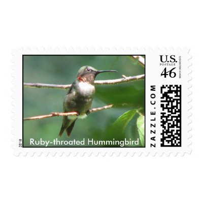Ruby-throat Male Postage by naturegirl7