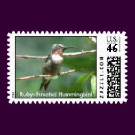 Ruby-throat Male Postage stamps