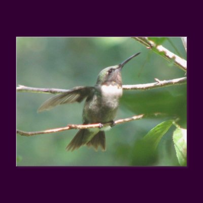 Ruby-throat Male Postcard by naturegirl7