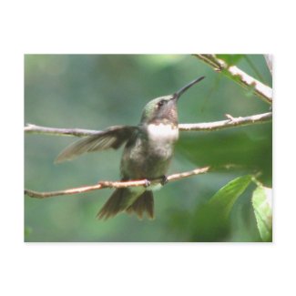 Ruby-throat Male Postcard postcard
