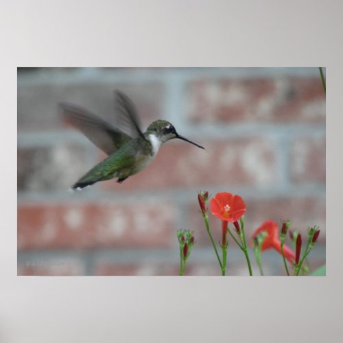 Ruby-throat & Morning Glory Poster print