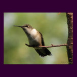 Ruby-throat Peeks Poster posters