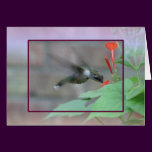 Ruby-throat Sips Framed Card cards