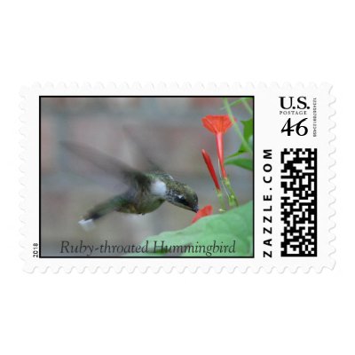 Ruby-throat Sips Postage by naturegirl7