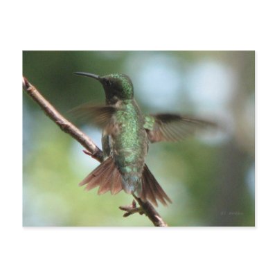 Ruby-throat Takes Wing Postcard by naturegirl7