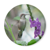 Ruby-throat Vervain Magnet