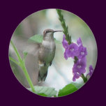 Ruby-throat Vervain Magnet magnets