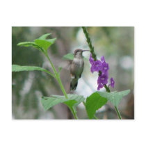 Ruby-throat Vervain Postcard