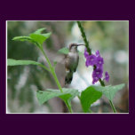 Ruby-throat Vervain Postcard postcards