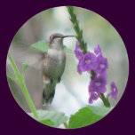 Ruby-throat Vervain Sticker stickers