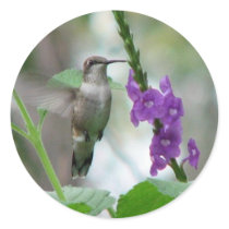Ruby-throat Vervain Sticker