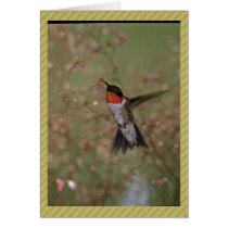 Ruby Throated Humming Bird Card