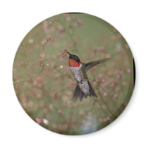 Ruby Throated Humming Bird Magnets