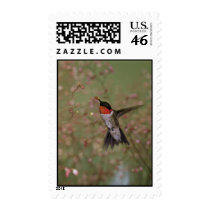 Ruby Throated Humming Bird Postage
