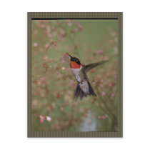 Ruby Throated Humming Bird Post Card