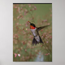 Ruby Throated Humming Bird Posters