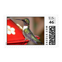 Ruby-Throated Hummingbird 2004_0146a postage by MaureenL1 Ruby-Throated Hummingbird 2004_0146a postage