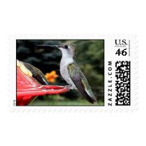 Ruby-Throated Hummingbird 2004_0237a postage by MaureenL1 Ruby-Throated Hummingbird 2004_0237a postage