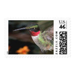 Ruby-Throated Hummingbird 2004_0247a Stamp