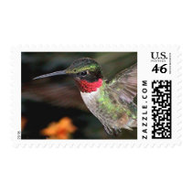 Ruby-Throated Hummingbird 2004_0247a postage