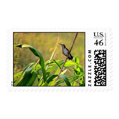 Ruby-Throated Hummingbird 2005_0074a Postage Stamp by MaureenL1