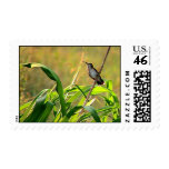 Ruby-Throated Hummingbird 2005_0074a Postage Stamp