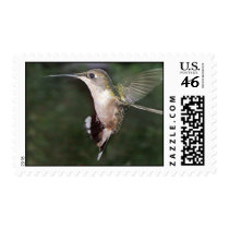Ruby-Throated Hummingbird 2005_0118a postage by MaureenL1 Ruby-Throated Hummingbird 2005_0118a postage