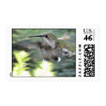 Ruby-Throated Hummingbird 2005_0413a Postage Stamps