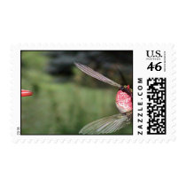 Ruby-Throated Hummingbird 2005_0510 postage