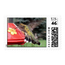 postcard - Young Ruby-Throated Hummingbird hovering at feeder postcard - Young Ruby-Throated Hummingbird hovering at feeder