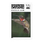 postcard - Male Ruby-Throated Hummingbird in flight approaching a feeder. postcard - Male Ruby-Throated Hummingbird in flight approaching a feeder.
