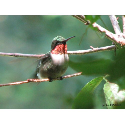 Ruby-throated Hummingbird After Chase print