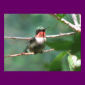 Ruby-throated Hummingbird After Chase posters