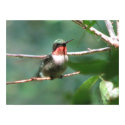Ruby-throated Hummingbird After Chase posters by naturegirl7 Ruby-throated Hummingbird After Chase posters