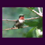 Ruby-throated Hummingbird After Chase posters