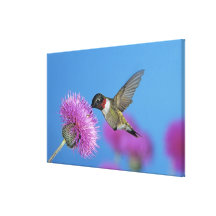 Ruby-throated Hummingbird, Archilochus 4 Canvas Prints