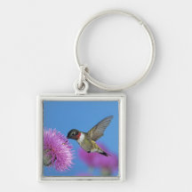Ruby-throated Hummingbird, Archilochus 4 Keychains