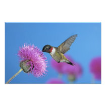 Ruby-throated Hummingbird, Archilochus 4