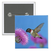 Ruby-throated Hummingbird, Archilochus 4 Pins
