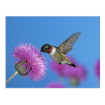 Ruby-throated Hummingbird, Archilochus 4 Post Card