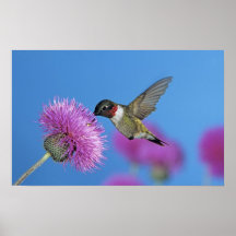 Ruby-throated Hummingbird, Archilochus 4 Posters