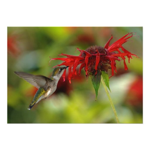 Ruby-Throated Hummingbird Archilochus Colubris Custom Invite