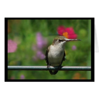 Ruby-throated Hummingbird card