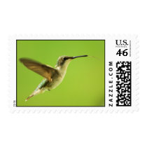 Ruby Throated Hummingbird Female Postage Stamp